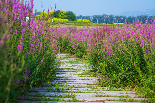 A field of white hydrangeas at Anak Beach in Hampyeong.