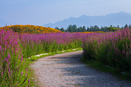 The road to sage flower sea
