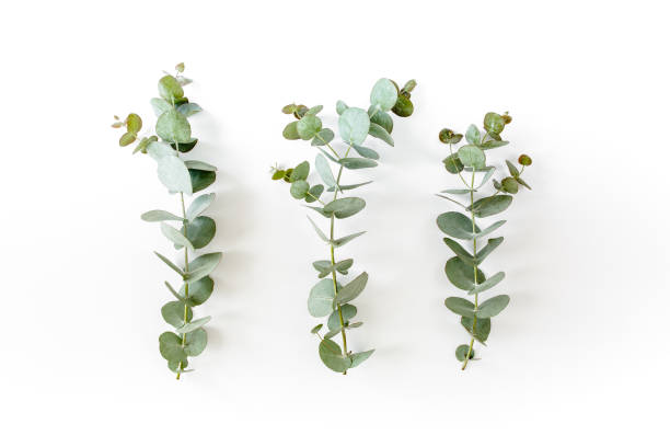 istock green leaves eucalyptus on white background. flat lay, top view 1271378785