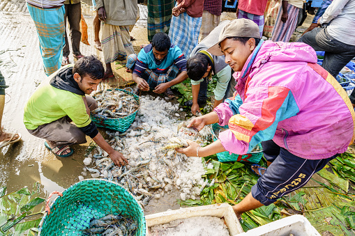 Chittagong, Bangladesh, December 23, 2017: Fishermen are sorting through freshly caught shrimp at the fish market in Chittagong