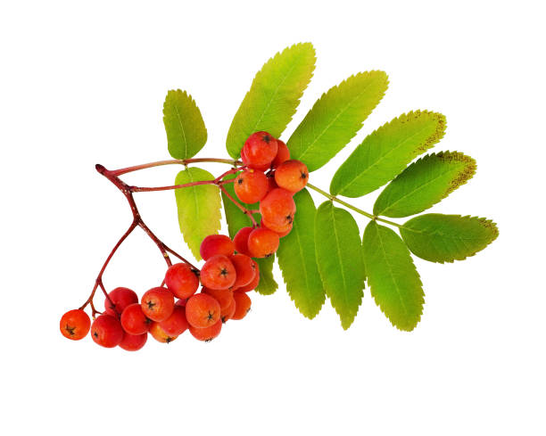 istock Red autumn rowanberries and leaves 1271378989