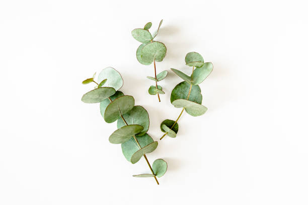 istock green leaves eucalyptus on white background. flat lay, top view 1271379571