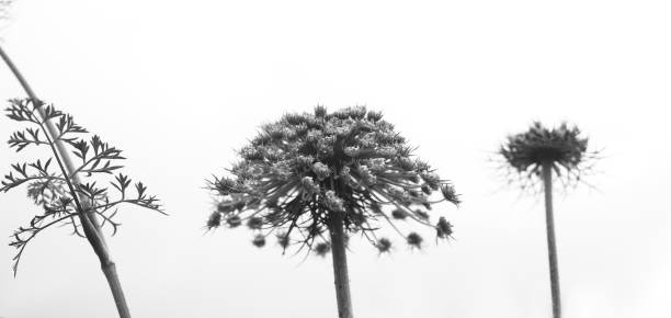 istock Black and white abstract flower background 1271380759