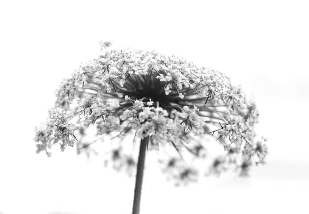 istock Black and white abstract flower background 1271380776