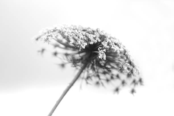 istock Black and white abstract flower background 1271380779