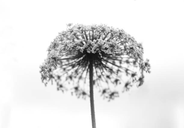 Black and white abstract flower background