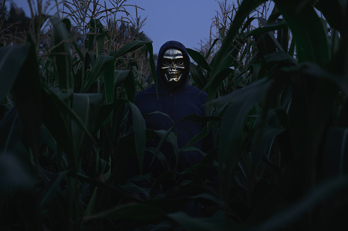 Halloween holiday. A man wearing a skull suit in a field in the evening. An unrecognizable person in a skull mask stands in a cornfield at dusk. Faceless. Horror and fear concept.