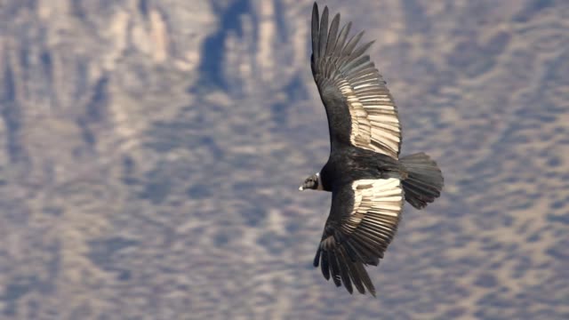 Condor Flying
