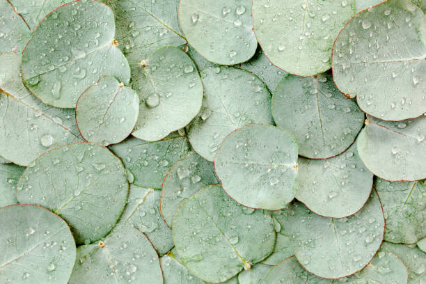 istock Background, Texture made of green eucalyptus leaves with raindrop, dew. Flat lay, top view 1271382669