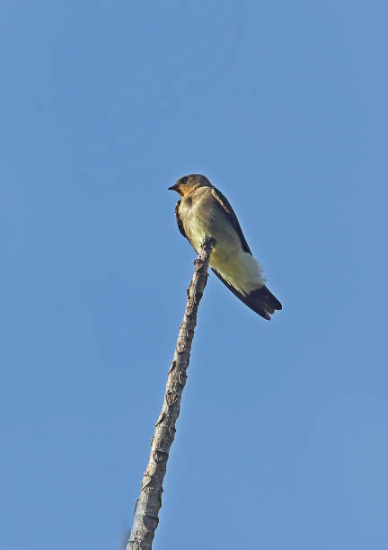istock Southern Rough-winged Swallow 1271382988