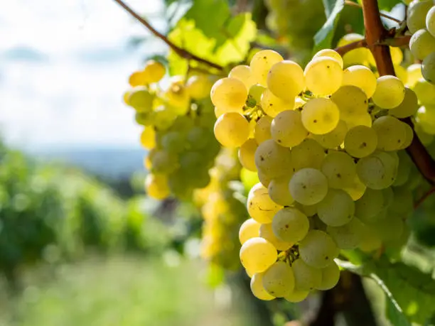 Vine with grapes in the Saxon wine-growing region