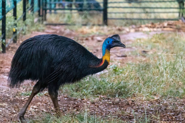 uccello casuario colorato isolato in una fotografia della vista laterale dello spazio di blocco - beak bird blue cassowary foto e immagini stock