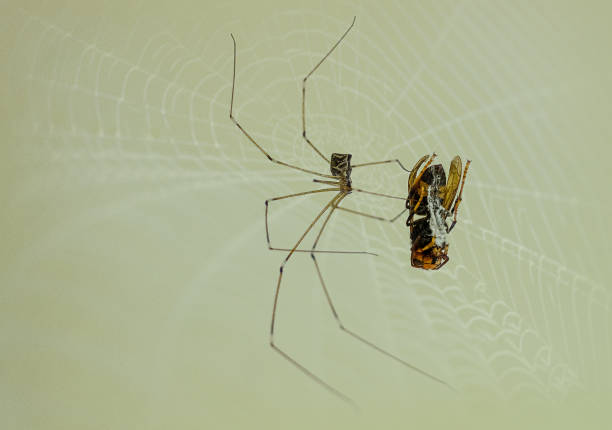 Araneus diadematus with a dead fly insect in the spider web, european garden spider, cross orbweaver, diadem spider, orangie, cross spider, crowned orb weaver