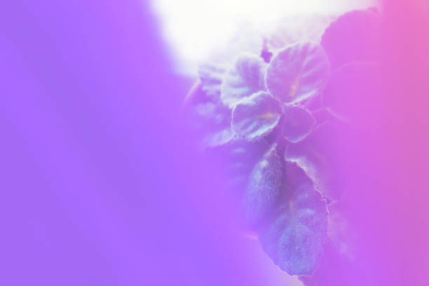 Violet leaves through purple blurred background