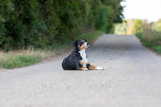 istock adorable appenzeller mountain dog posing outdoors in summer 1271384458