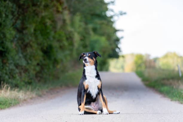 istock adorable appenzeller mountain dog posing outdoors in summer 1271384679