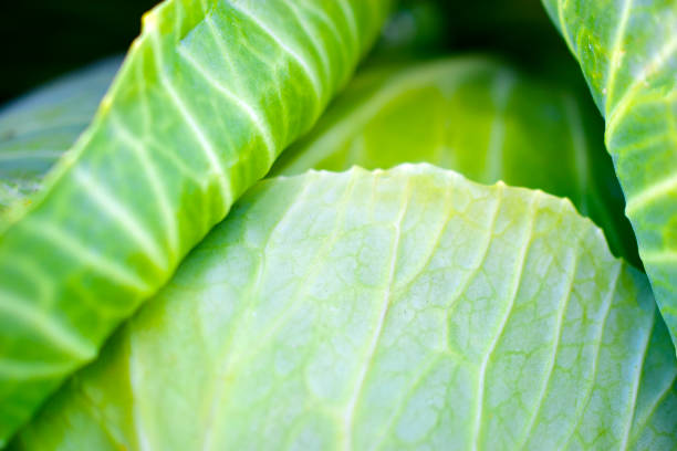 Folds of green fresh cabbage leaves close up