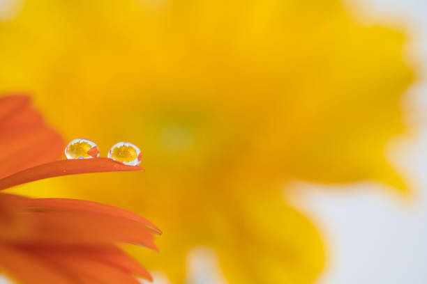 istock Yellow flower reflected in the waterdrops on the orange gerbera 1271387050