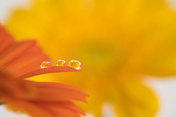 istock Yellow flower reflected in the waterdrops on the orange gerbera 1271387196