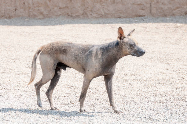 perro peruano sin pelo, también conocido como un perro inca sin pelo o una orquídea inca perviana - perro peruano fotografías e imágenes de stock
