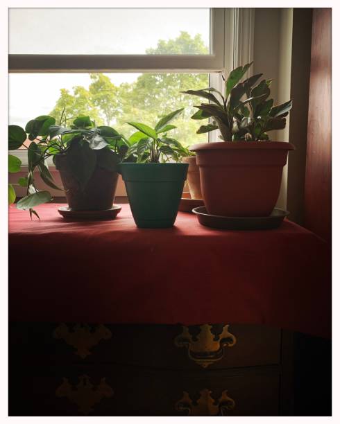istock Houseplants by Window in Summer 1271388578