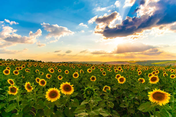 istock Sunflowers agriculture field at sunset time 1271388802
