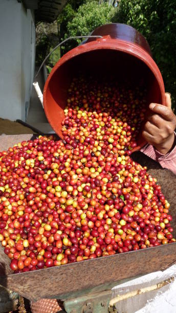 istock Coffee berries harvest western highlands Panama 1271390064