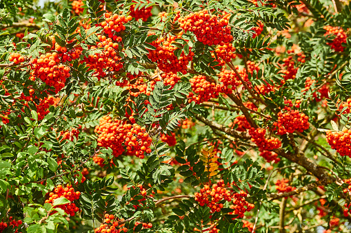 Stunning close-up of red ripe rowan berries among green leaves. Vibrant red berries against the backdrop of the leaves. Natural light, highlighting the beauty of the berries and the leaves.