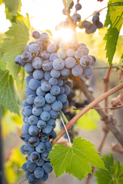 istock Red grapes in the vineyard 1271391738