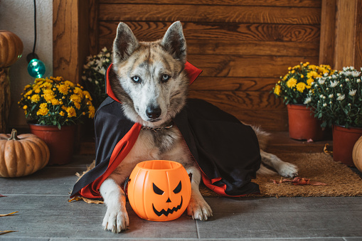 Domestic dog on porch dressed in vampire costume for Halloween