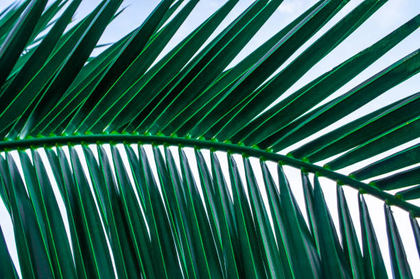 istock Palm leaf close up. Natural background 1271393745