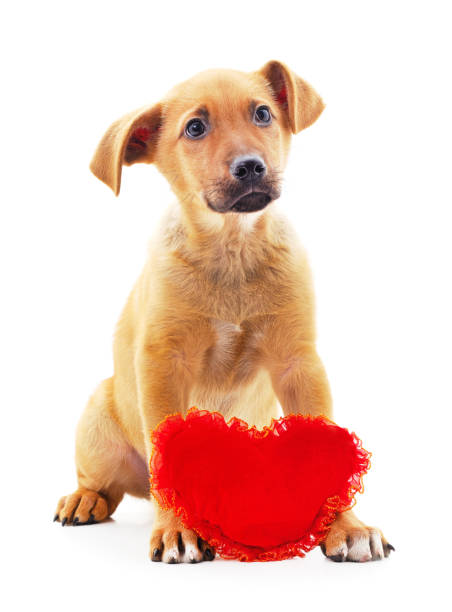 istock One little dog with a red heart. 1271393795