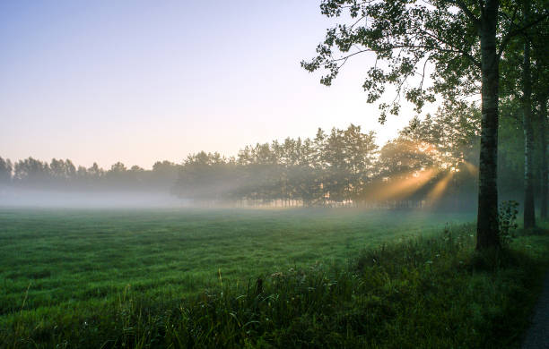 istock Rays of sunlight through the trees on a mistymorning 1271397624