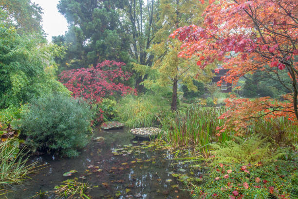 nature d’automne dans le jardin japonais à leverkusen dans le rhin du nord-ouest.feuilles rouges de l’érable japonais (qui rouge toute l’année). - japanese maple autumn leaf tree photos et images de collection