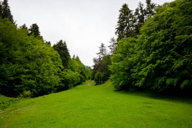 Meadow in the forest Meadow in the forest at springtime autumn field tree mountain stock pictures, royalty-free photos & images