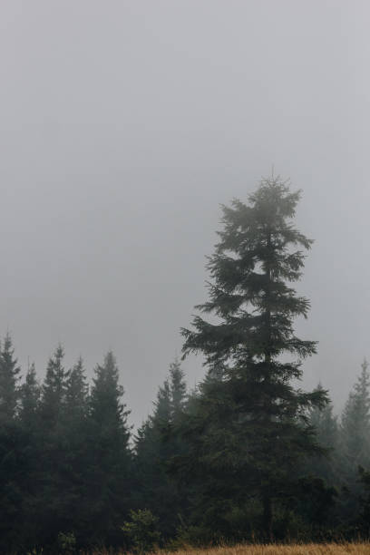 istock Beautiful landscape in the Carpathians 1271398414