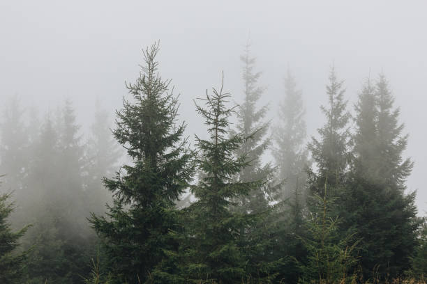 istock Beautiful landscape in the Carpathians 1271398434