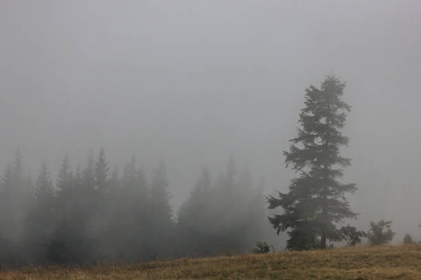 istock Beautiful landscape in the Carpathians 1271398453