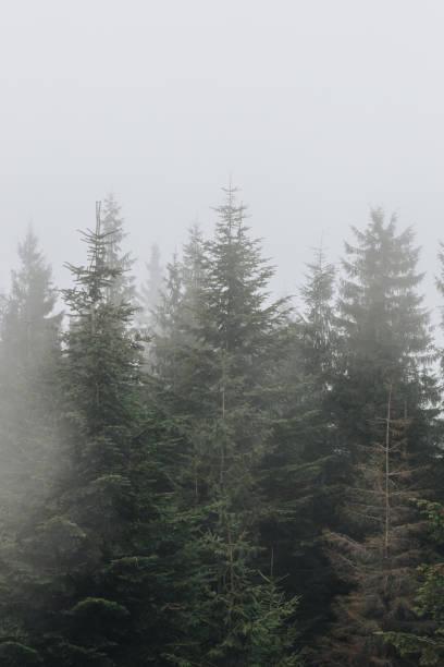 istock Beautiful landscape in the Carpathians 1271398455