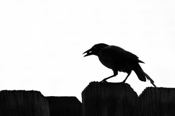 istock Silhouette of Common Grackle Perched on Fence 1271399080