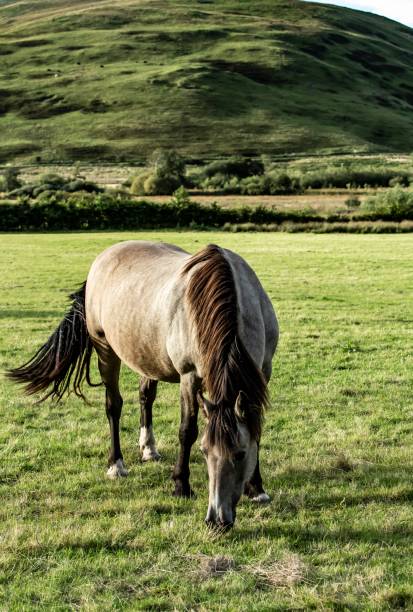 istock Brown Horse Grazing. 1271400284