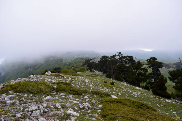 istock Pinus leucodermis in Pollino National Park (Crispo Greenhouse) 1271400948