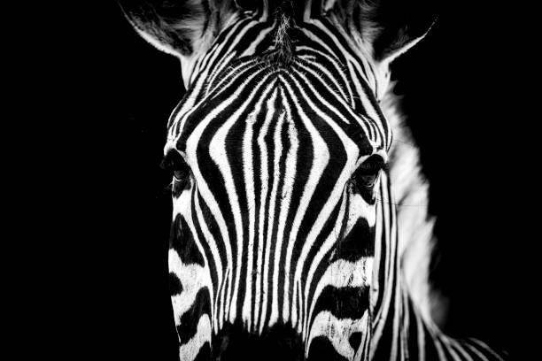 istock Black and white Zebra portrait. eyes and stripe geometry picture 1271401952