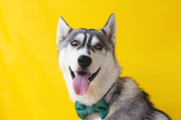 istock Funny husky dog with a bow 1271401966