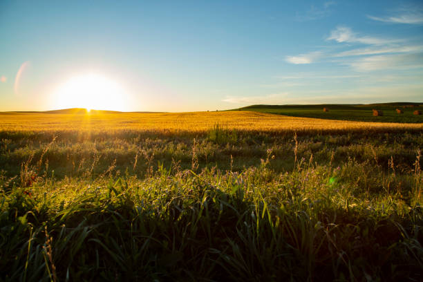 Wide view sunrise over wheat field