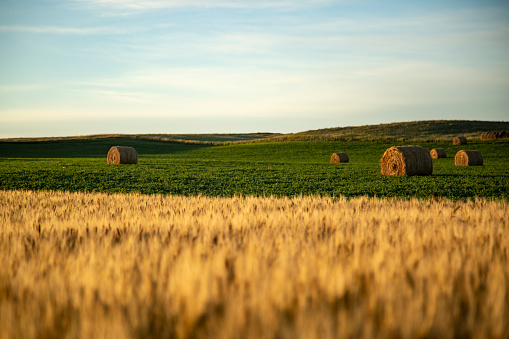 Straw barrels and wheat field at sunrise