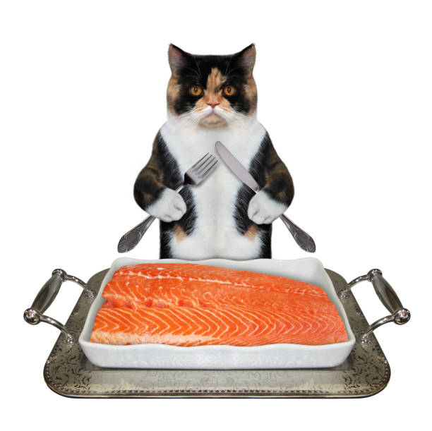 istock Cat eats salmon from metal tray 4 1271402228