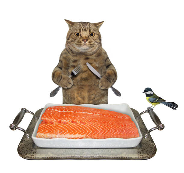 istock Cat eats salmon from metal tray 2 1271402236