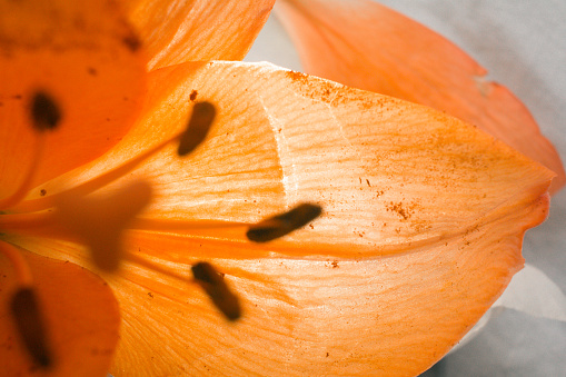 lily orange flowers green background in Brisbane, QLD, Australia