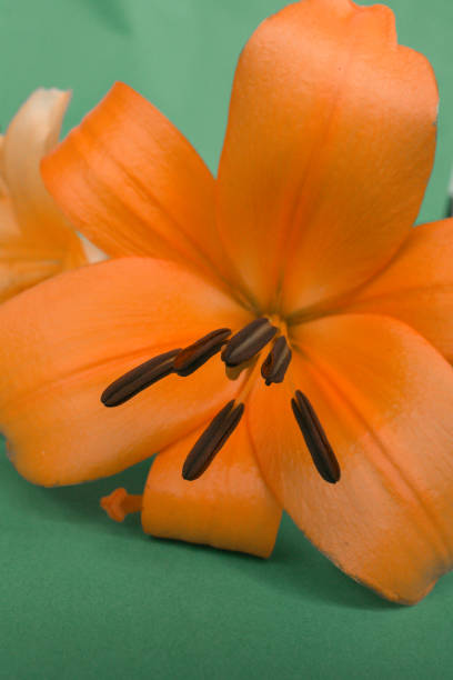 lily orange flowers green background in Brisbane, QLD, Australia